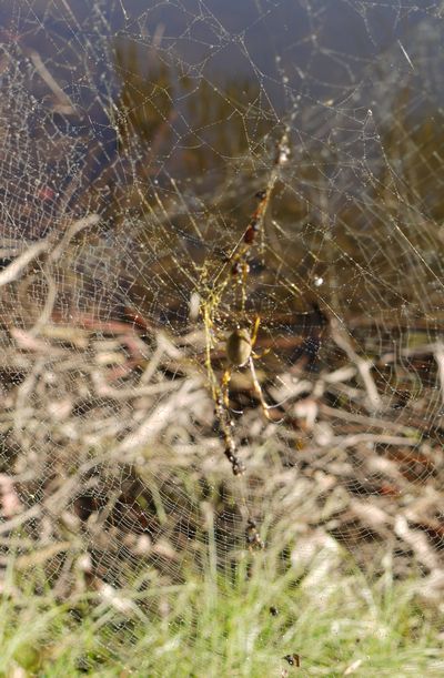 In the web