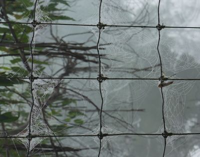 Tangled web - one