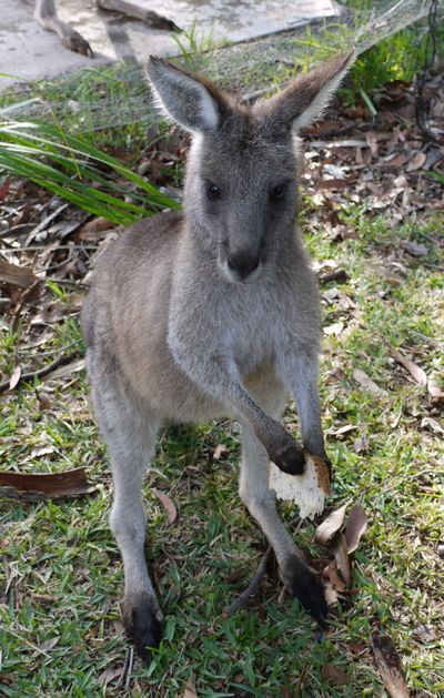 Kangaroo(2)