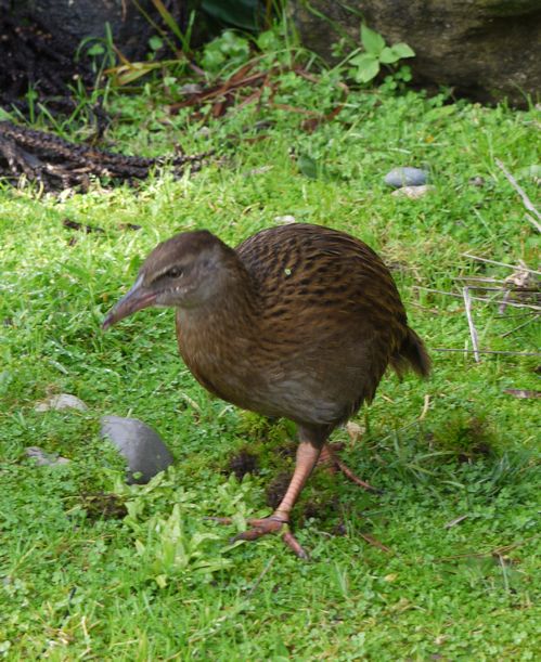 Weka