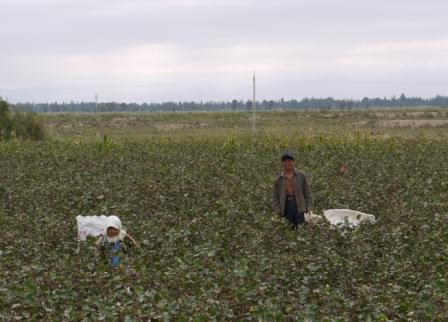 Cotton pickers - web
