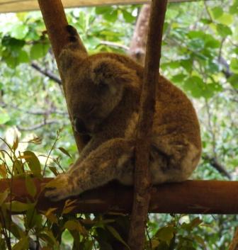 koala - web
