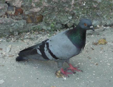 Pigeon